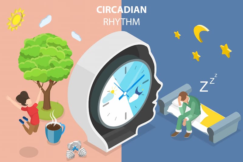 circadian rhythm